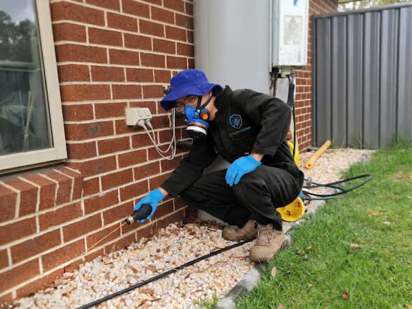 Ant pest control treatment